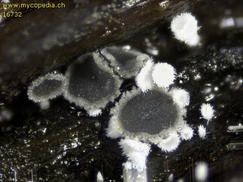 Pyrenopeziza baraliana - 
