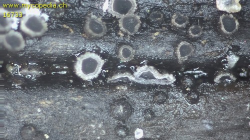 Pyrenopeziza baraliana - 