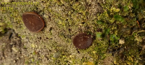 Pachyella pseudosuccosa - 
