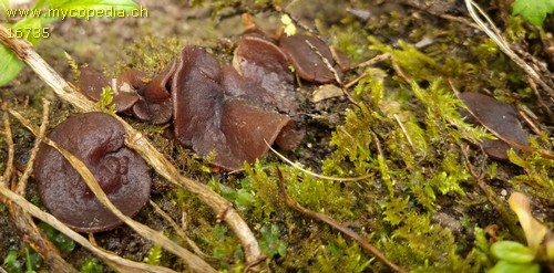 Pachyella pseudosuccosa - 