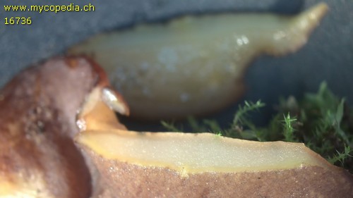 Pachyella pseudosuccosa - 