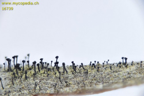 Calicium abietinum - 