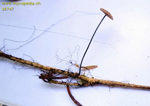 Gymnopus androsaceus - 