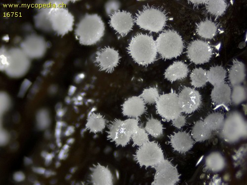 Lachnella villosa - 