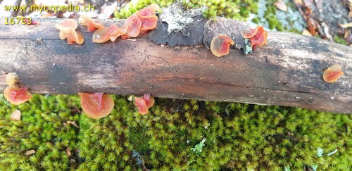 Guepiniopsis alpina - 