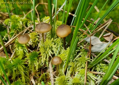 Sphagnurus paluster - 