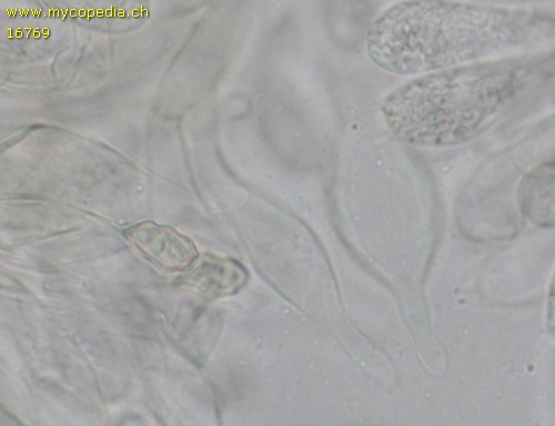 Entoloma jubatum - 