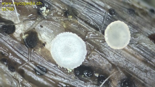Hymenoscyphus herbarum - 