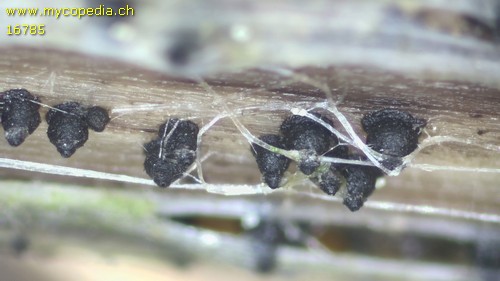 Phaeosphaeria herpotrichoides - 