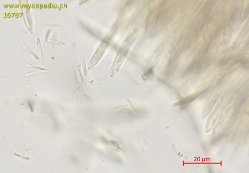 Hymenoscyphus herbarum - 