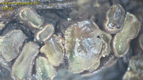 Ionomidotis fulvotingens - 