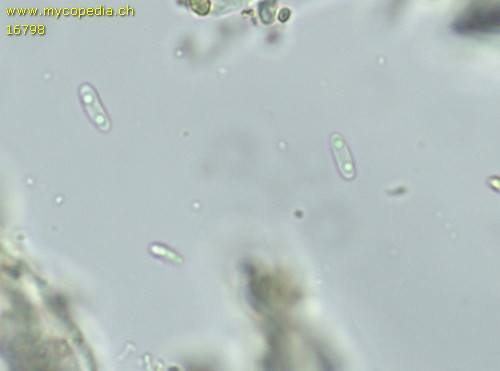 Ionomidotis fulvotingens - Spore/n - 