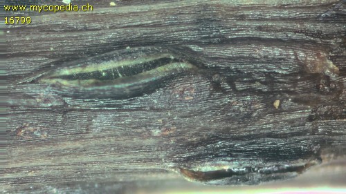 Pyrenopeziza petiolaris - 