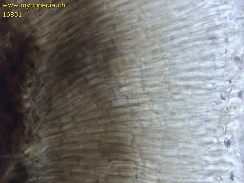Pyrenopeziza petiolaris - 