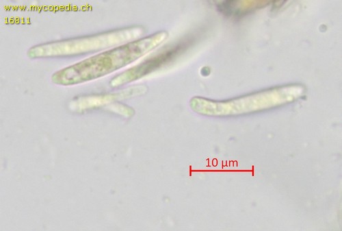 Pyrenopeziza baraliana - Spore/n - Baral  - 