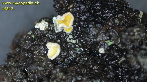Lachnellula calyciformis - 