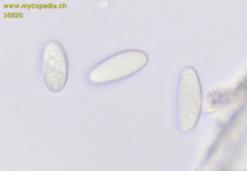Hymenoscyphus imberbis - Spore/n - 