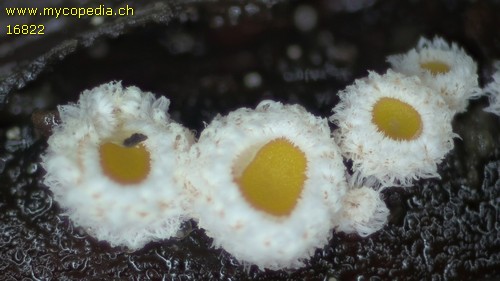 Capitotricha bicolor - 