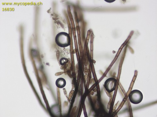 Helminthosporium genistae - 