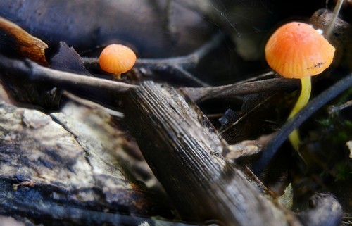 Mycena acicula - 