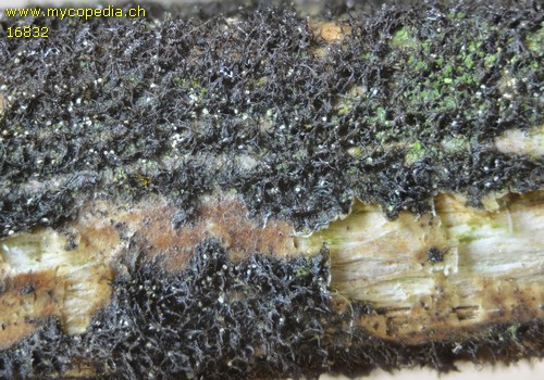 Helminthosporium genistae - 