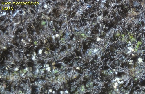 Helminthosporium genistae - 