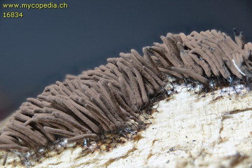 Stemonitis fusca - 
