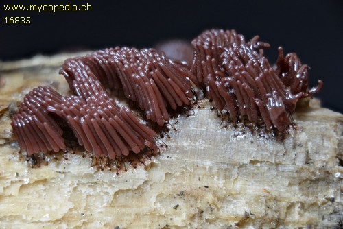 Stemonitis fusca - 