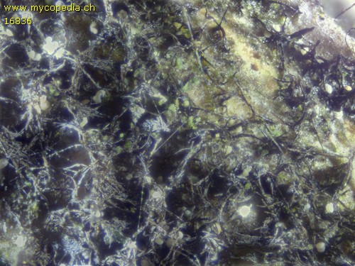 Helminthosporium genistae - 
