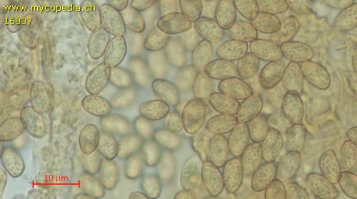 Gymnopilus sapineus - Spore/n - Wasser  - 