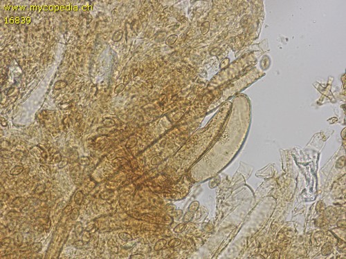 Gymnopilus sapineus - HDS - Wasser  - 