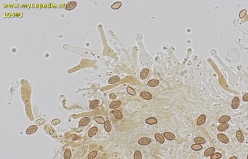 Gymnopilus sapineus - Cheilozystiden - Baral  - 