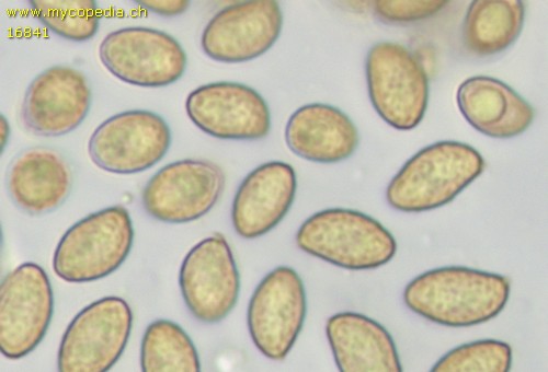 Gymnopilus sapineus - 