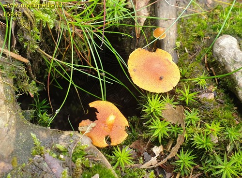Gymnopilus sapineus - 