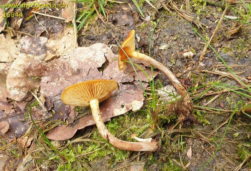Gymnopilus sapineus - 