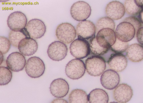 Stemonitis fusca - 