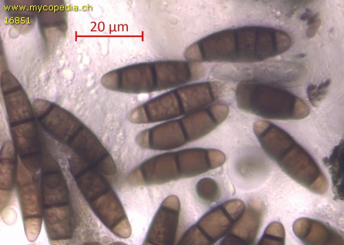 Hysterium pulicare - 
