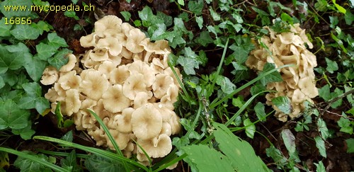 Polyporus umbellatus - 