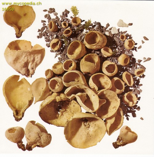 Tarzetta catinus - 