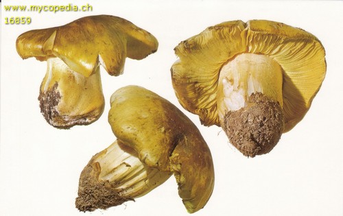 Tricholoma equestre - 