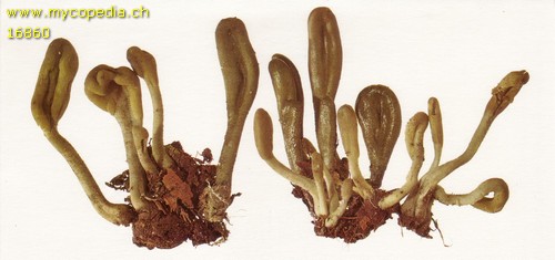 Microglossum viride - 