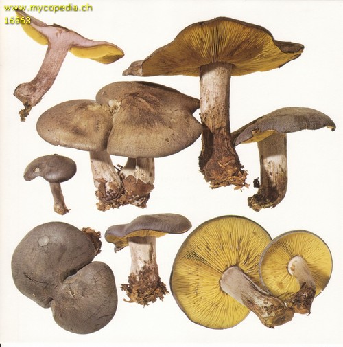 Lyophyllum favrei - 