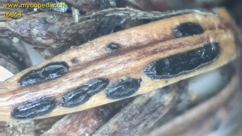 Lophodermium juniperi - 