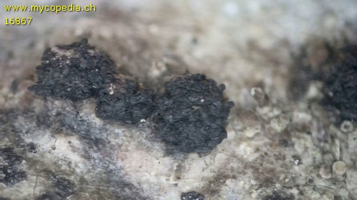 Eutypella alnifraga - 