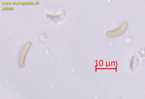 Eutypella alnifraga - 