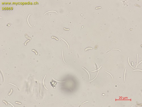 Eutypella alnifraga - 