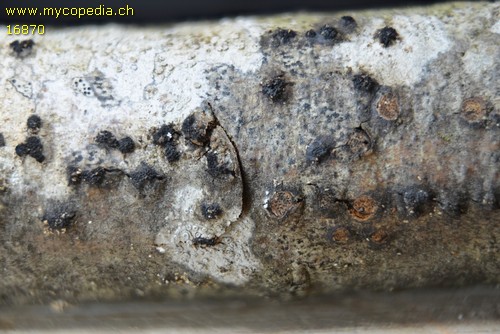 Eutypella alnifraga - 