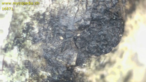 Eutypella alnifraga - 