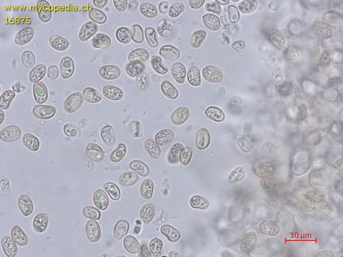 Simocybe centunculus - Spore/n - Wasser  - 