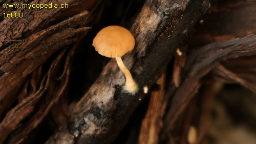 Simocybe centunculus - 